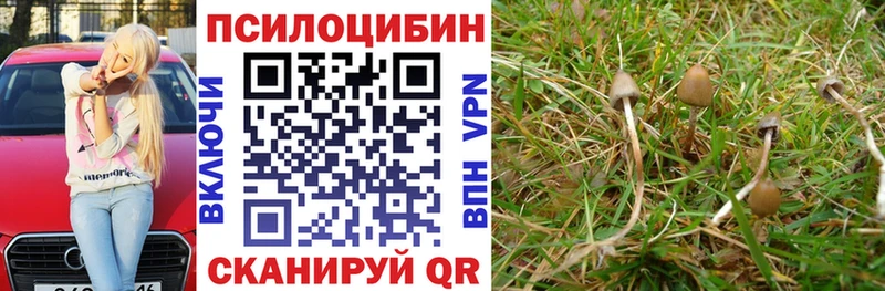 купить  цена  Сольцы  Псилоцибиновые грибы мицелий 